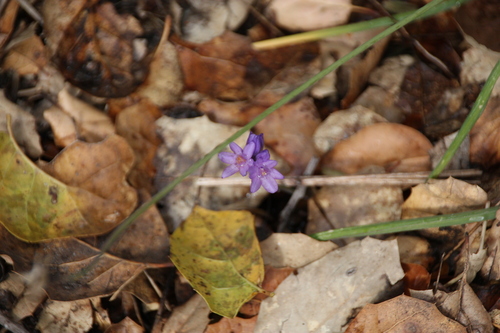 iNaturalist observation photo of blue dicks