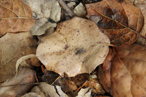 iNaturalist observation photo of Brachyceran Flies