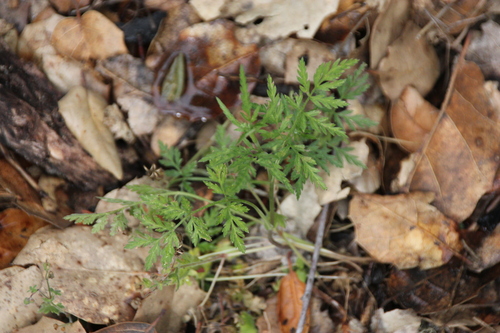 iNaturalist observation photo of hedge parslies