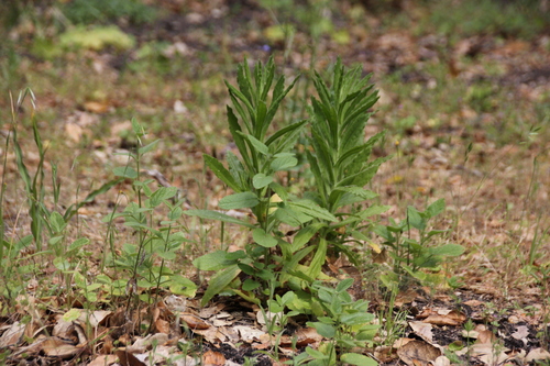 iNaturalist observation photo of rabbit-tobaccos