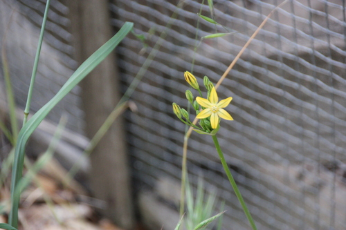 iNaturalist observation photo of triplet lilies