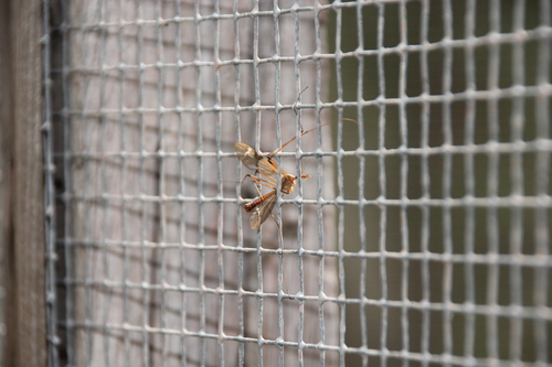 iNaturalist observation photo of Crane Flies