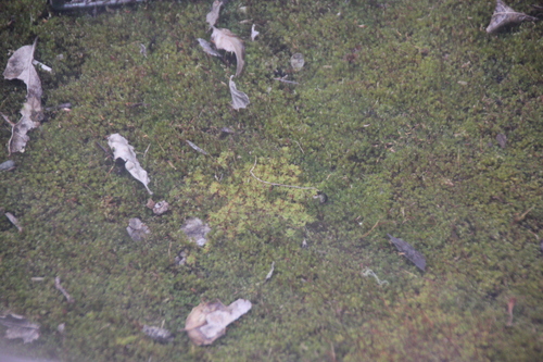 iNaturalist observation photo of Pottiaceae