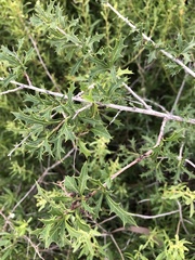 Alectryon diversifolius