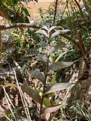 Epidendrum chlorops
