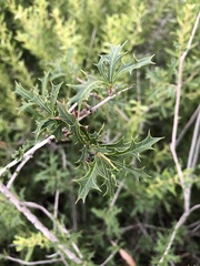 Alectryon diversifolius