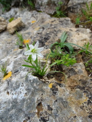 Gagea graeca
