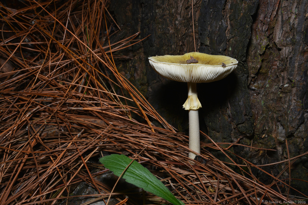 Amanita phalloides