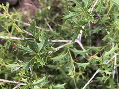 Alectryon diversifolius