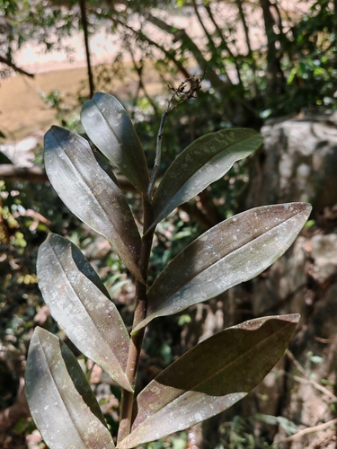 Epidendrum chlorops, photograph 1