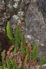 Polystichum marionense