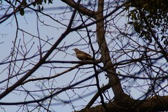 Turdus viscivorus