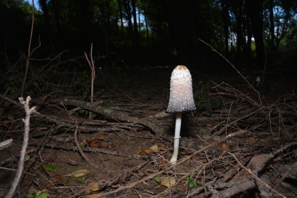 Coprinus comatus · March 2026 · photo: © tomascarper (iNaturalist, cc-by)