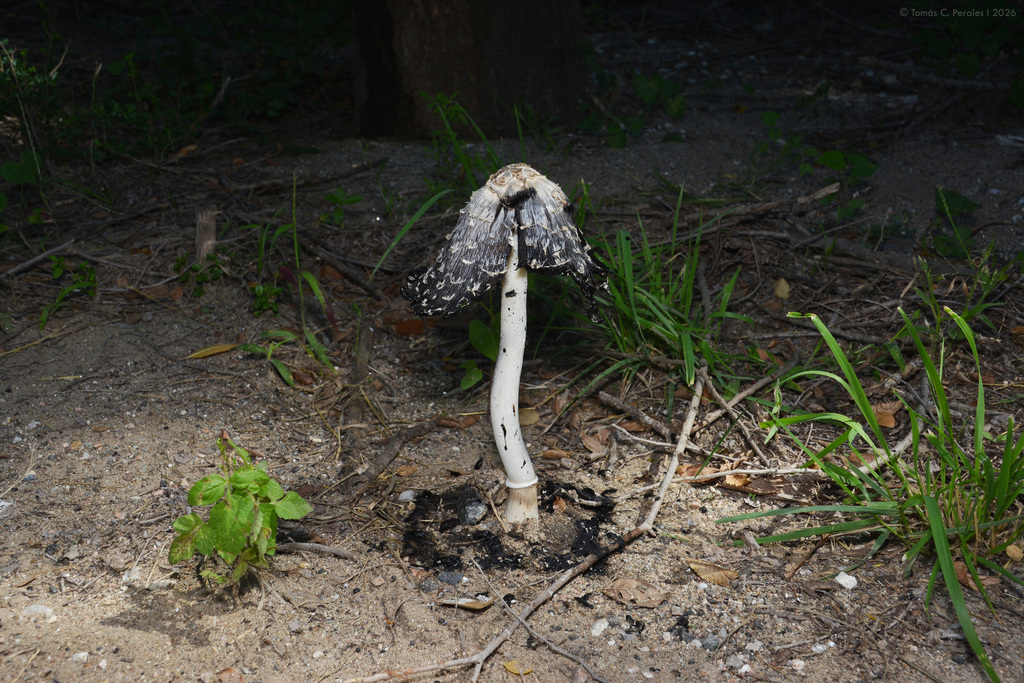 Coprinus comatus · March 2026 · photo: © tomascarper (iNaturalist, cc-by)