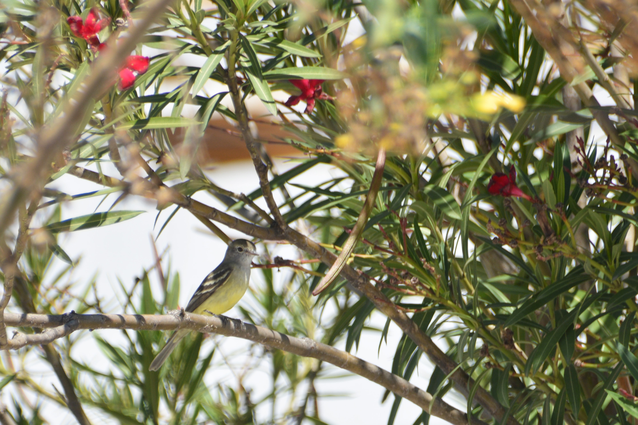 Southern Scrub Flycatcher (Sublegatus modestus), photo 7
