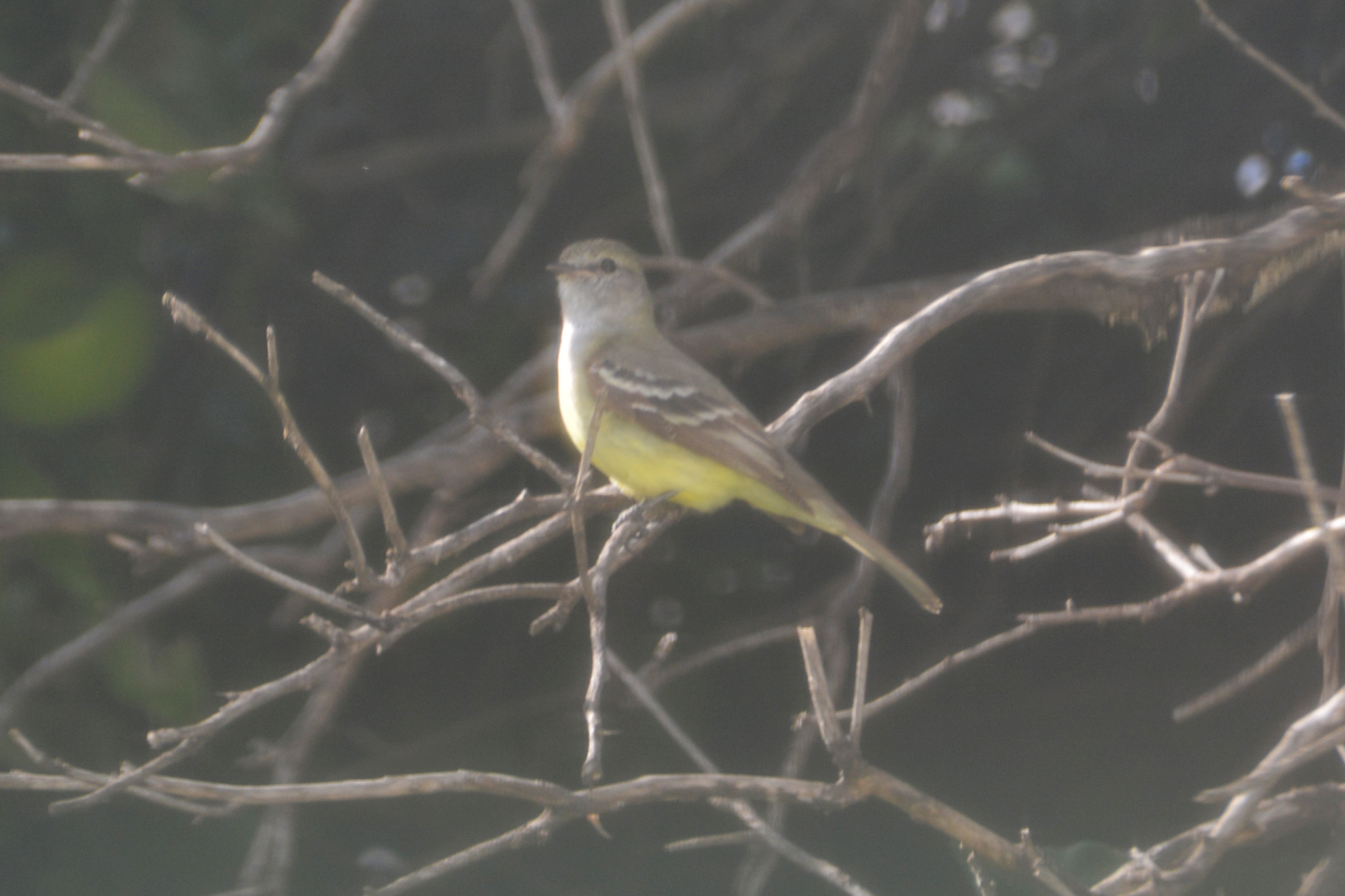 Southern Scrub Flycatcher (Sublegatus modestus), photo 4