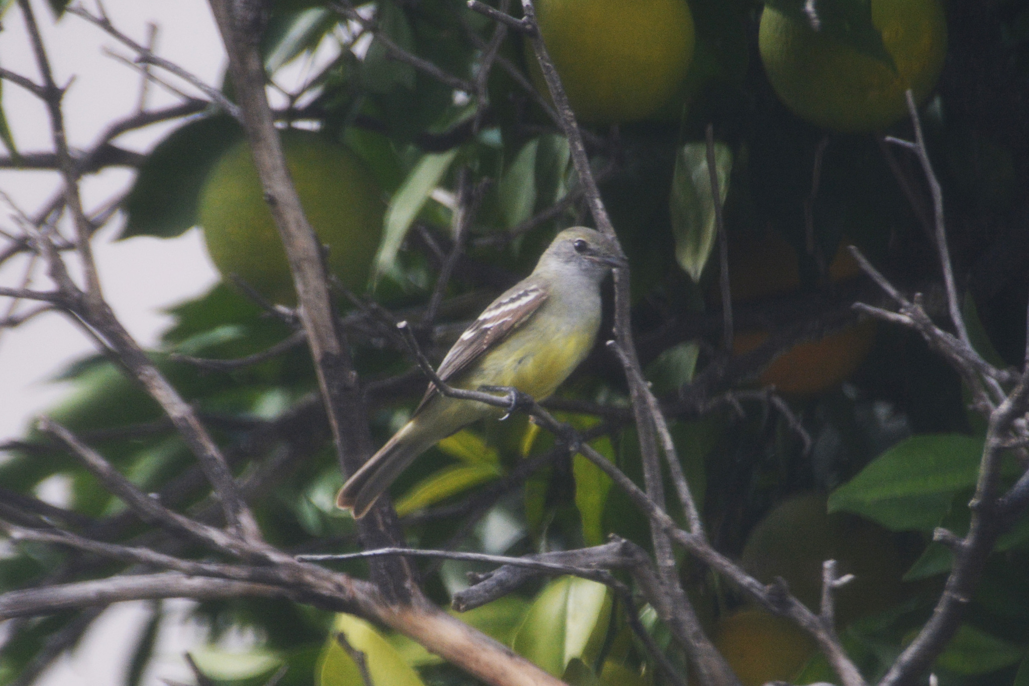 Southern Scrub Flycatcher (Sublegatus modestus), photo 5