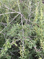 Alectryon diversifolius