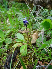Muscari inconstrictum