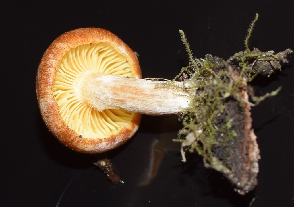 Gymnopilus allantopus