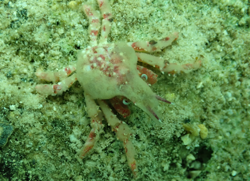 Tylocarcinus observed 2026-04-16