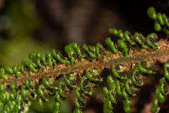 Polystichum marionense