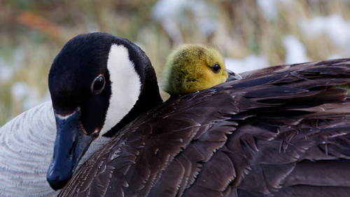 Canada Goose photographed in Utah