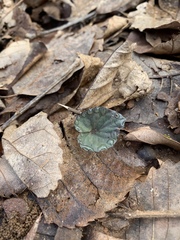 Viola walteri