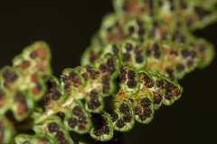 Polystichum marionense