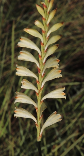 Image of Watsonia watsonioides by (c) Tony Rebelo, some rights reserved (CC BY-SA)