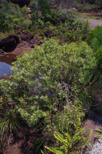 Osmanthus austrocaledonicus observed 2025-10-27