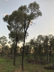 Acacia harpophylla