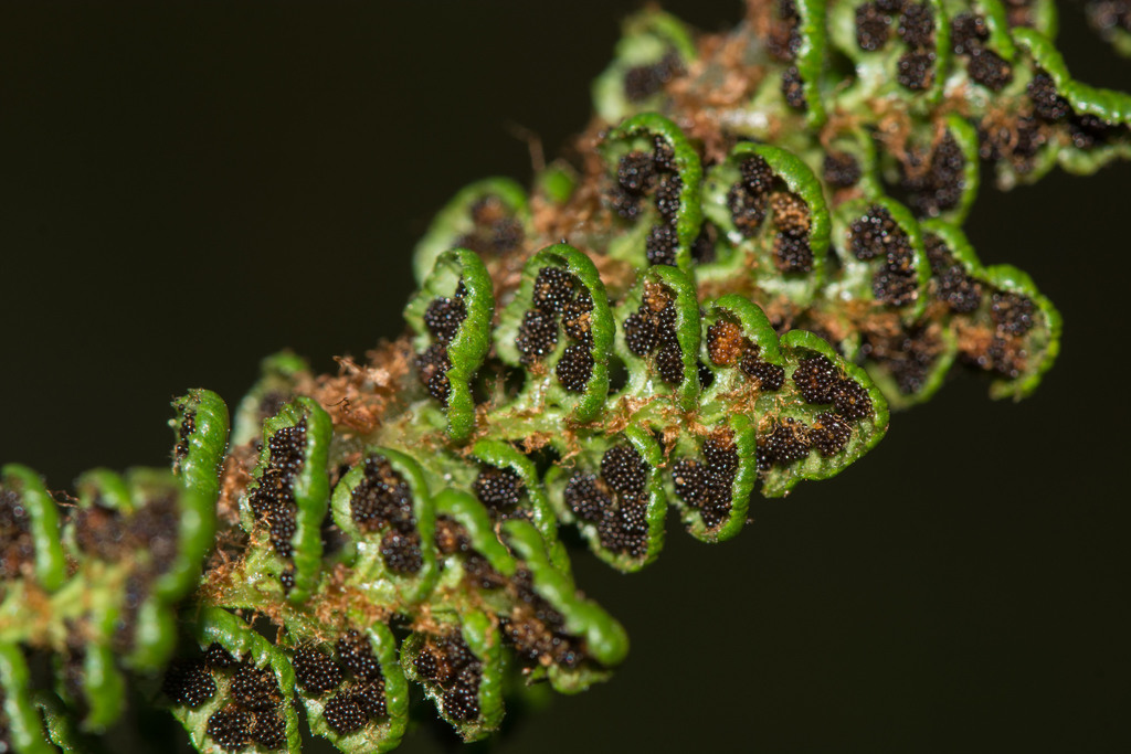 Polystichum marionense