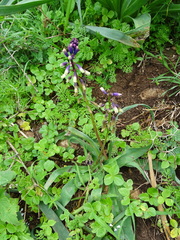 Bellevalia trifoliata