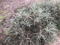 Acacia harpophylla