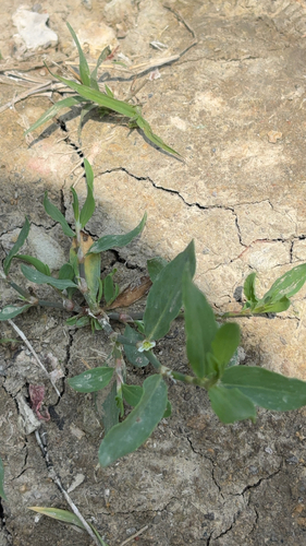 Prostrate Knotweed