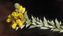 Pearsonia sessilifolia image