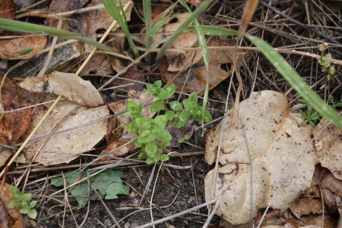 iNaturalist observation photo of Spurge Family