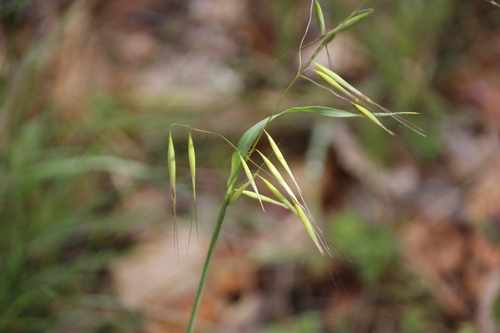 iNaturalist observation photo of Oats