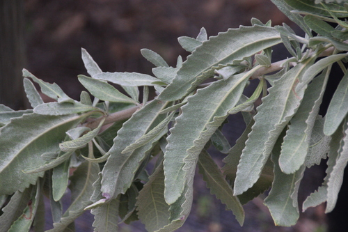 iNaturalist observation photo of Woolly Yerba Santa
