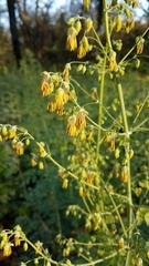 Thalictrum fendleri polycarpum