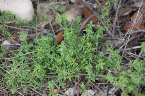 iNaturalist observation photo of bedstraws