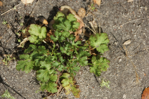 iNaturalist observation photo of sanicles