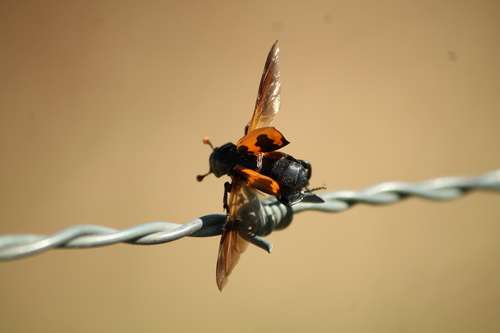 Margined Burying Beetle photo 3