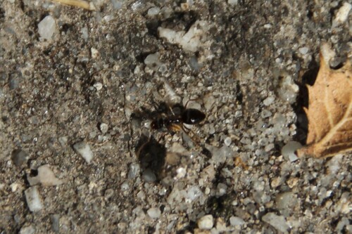 iNaturalist observation photo of American Winter Ant