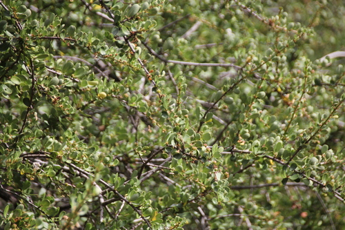 iNaturalist observation photo of Buckbrush