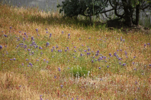 iNaturalist observation photo of lupines