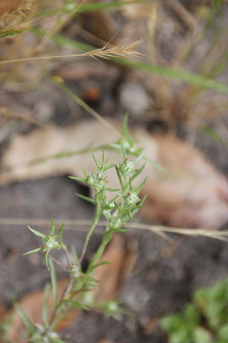 iNaturalist observation photo of cottonroses