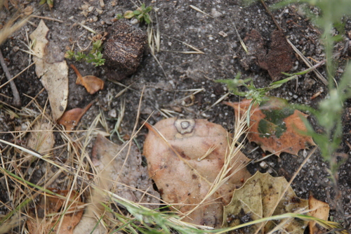 iNaturalist observation photo of Tubakia californica