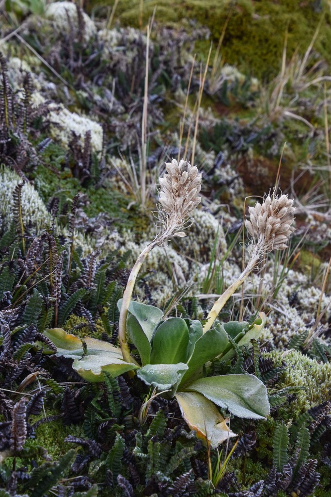 Kerguelen Cabbage from El Cabo Occidental, Sudáfrica on April 29, 2018 ...